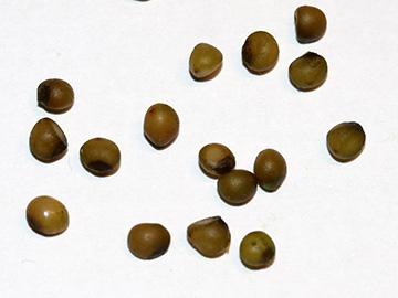 Polygonatum multiflorum