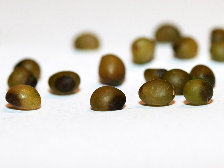 Polygonatum multiflorum