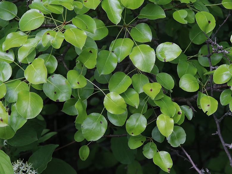 Pyrus pyraster