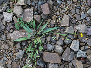 Ranunculus sylvaticus