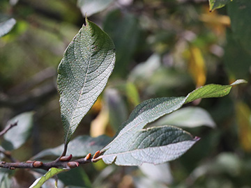 Salix cinerea