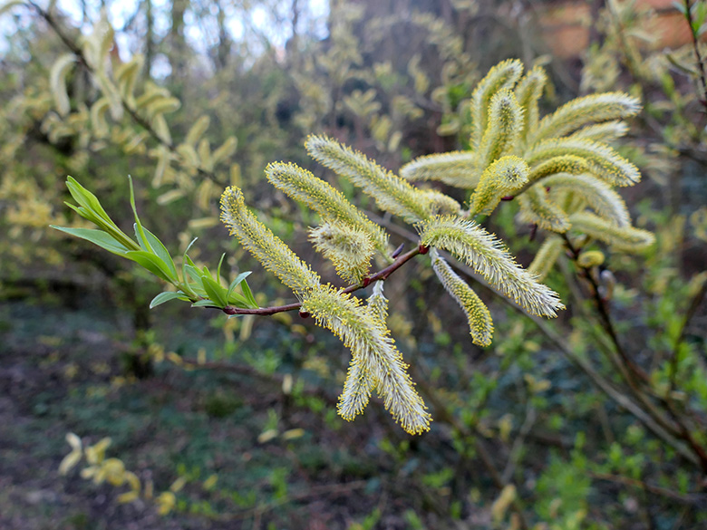 Salix udensis