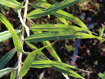 Salix viminalis