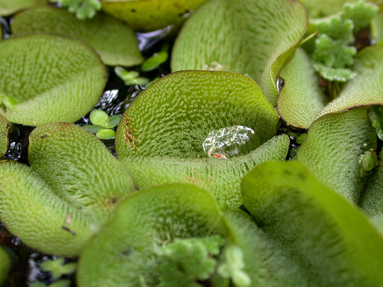 Salvinia auriculata