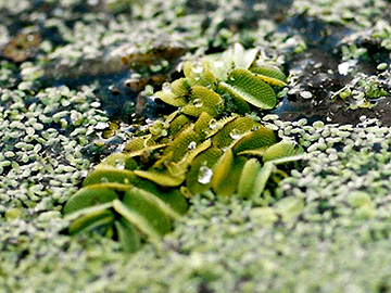 Salvinia natans