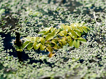 Salvinia natans