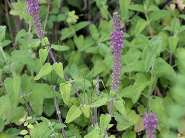 Teucrium hircanicum