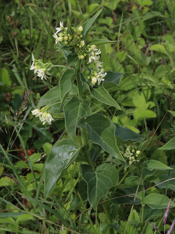 Vincetoxicum hirundinaria