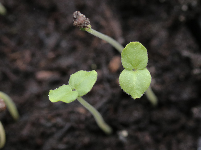 Abutilon theophrasti
