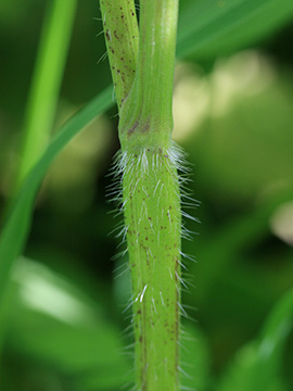 Chaerophyllum aureum