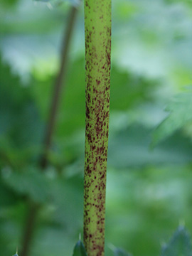 Chaerophyllum aureum