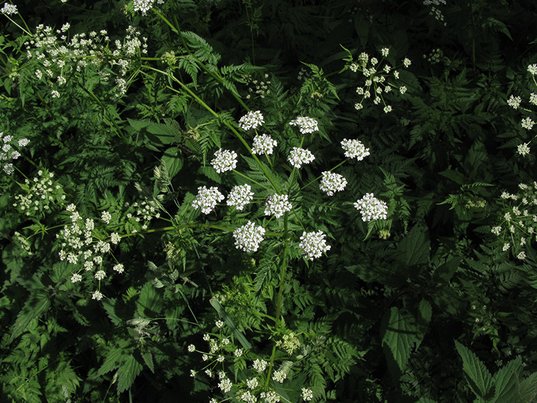Chaerophyllum aureum