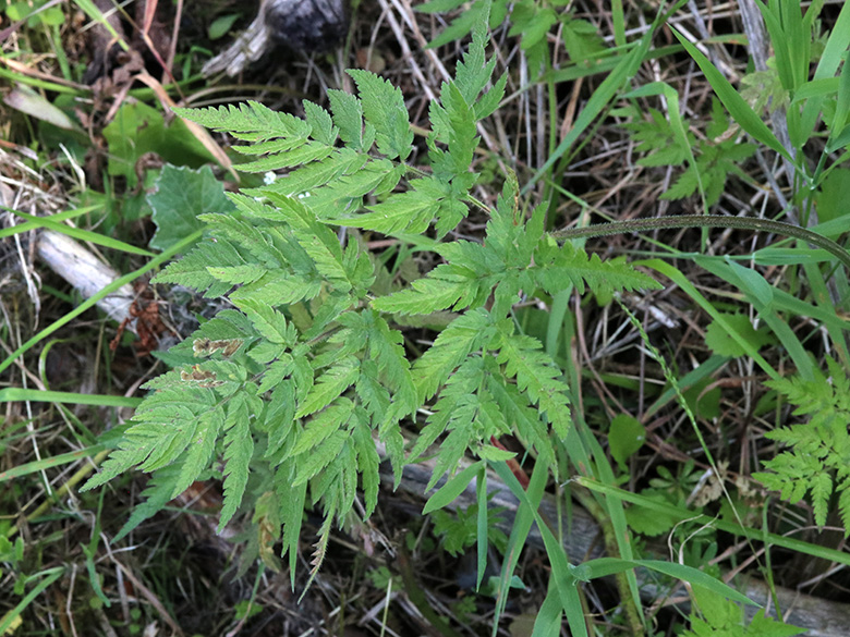 Chaerophyllum aureum