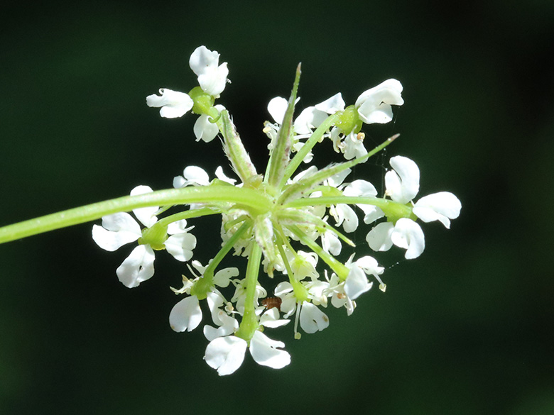 Chaerophyllum aureum