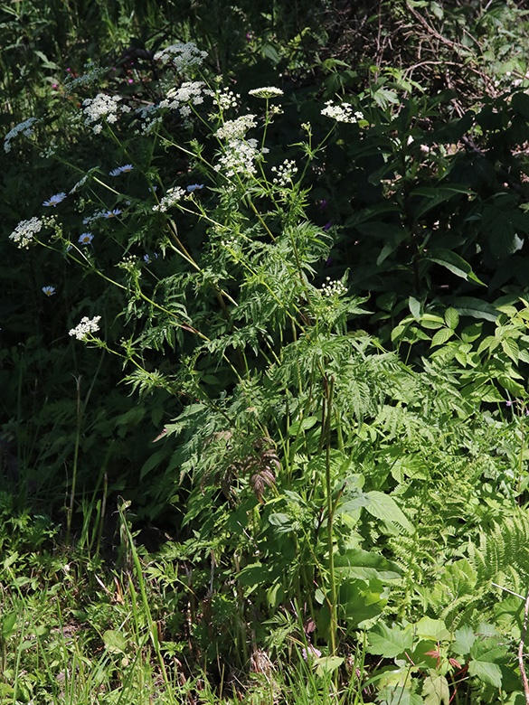 Chaerophyllum aureum