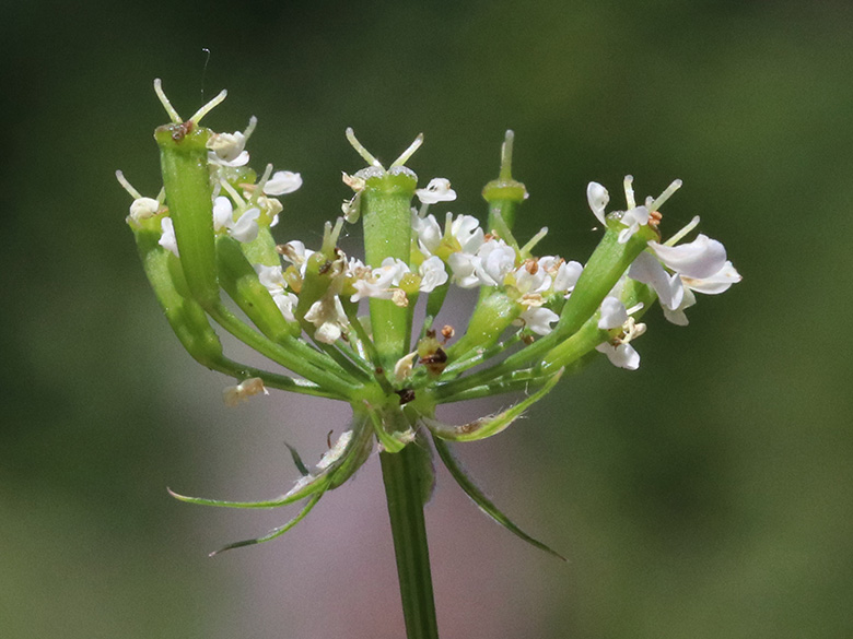 Chaerophyllum aureum
