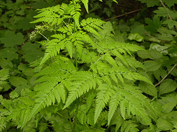 Chaerophyllum aureum