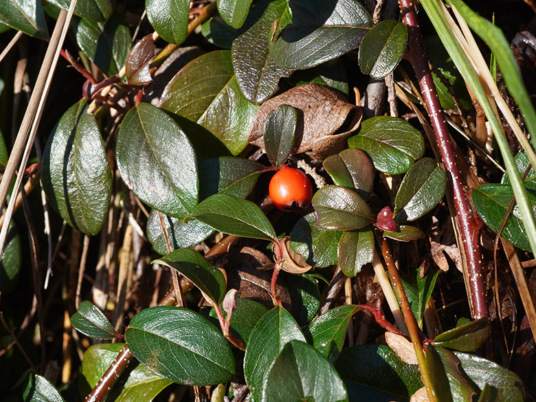 Cotoneaster dammeri
