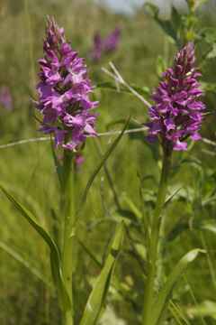 Dactylorhiza praetermissa
