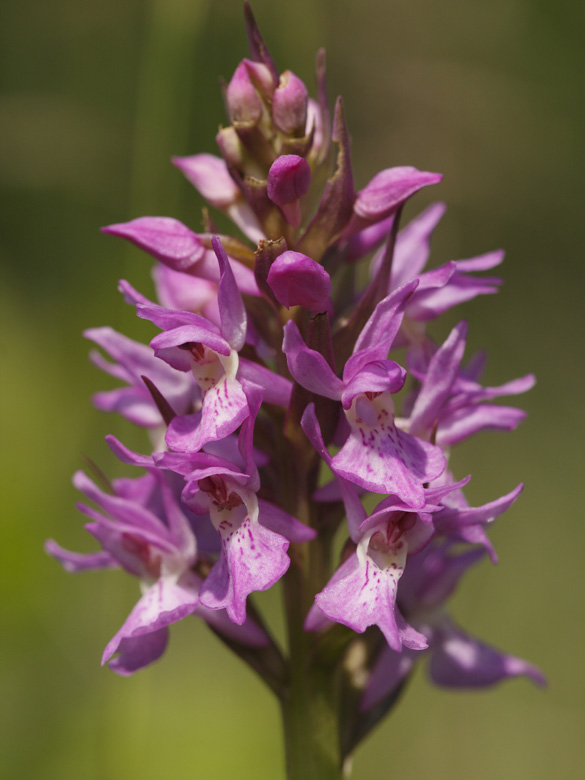 Dactylorhiza praetermissa