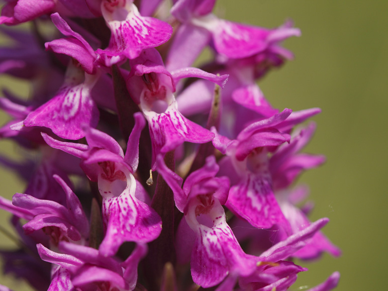 Dactylorhiza praetermissa