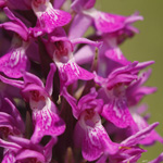 Dactylorhiza praetermissa