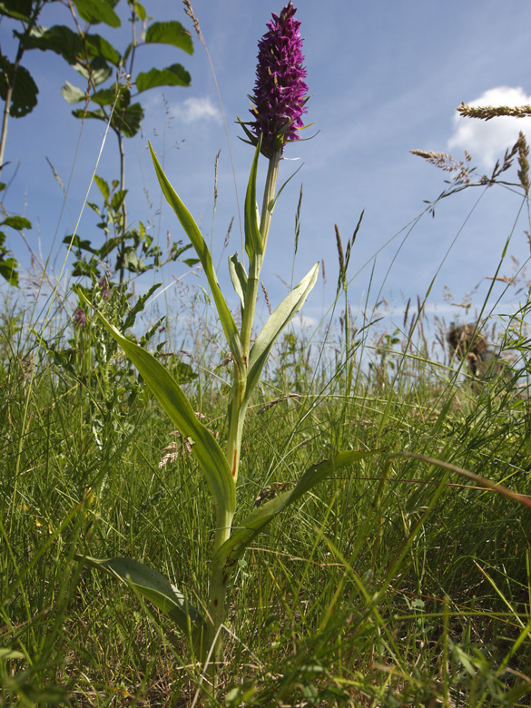 Dactylorhiza praetermissa