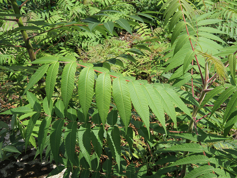 Rhus typhina