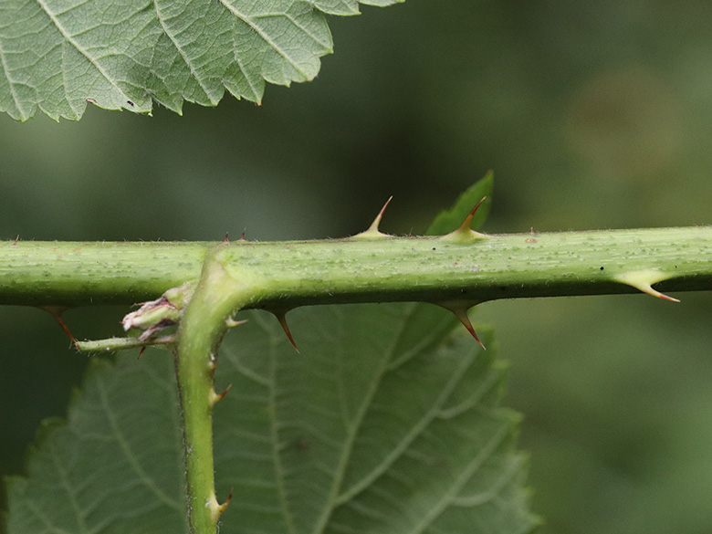 Rubus imitans