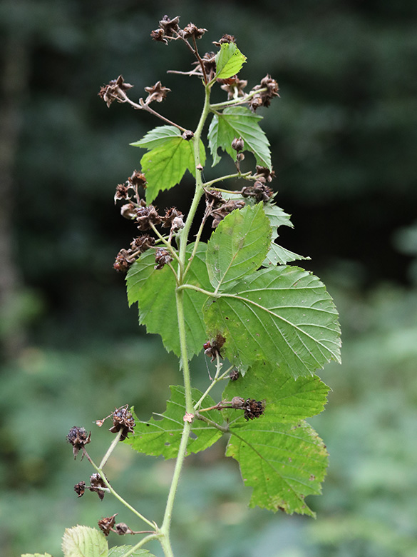 Rubus imitans