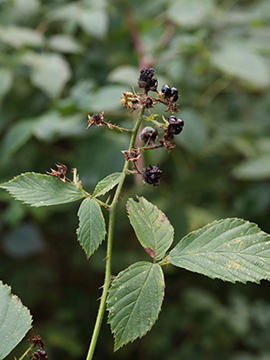 Rubus imitans