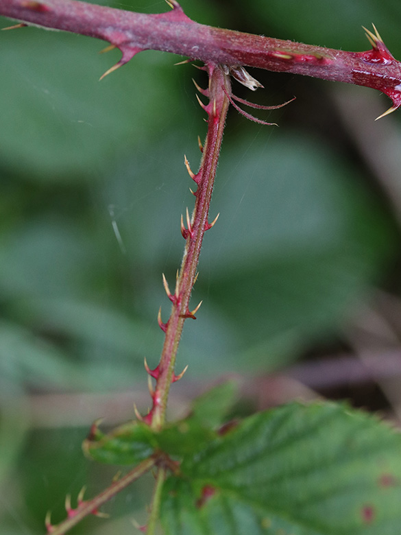 Rubus senticosus