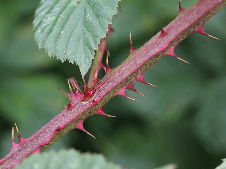 Rubus senticosus