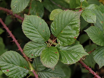 Rubus senticosus