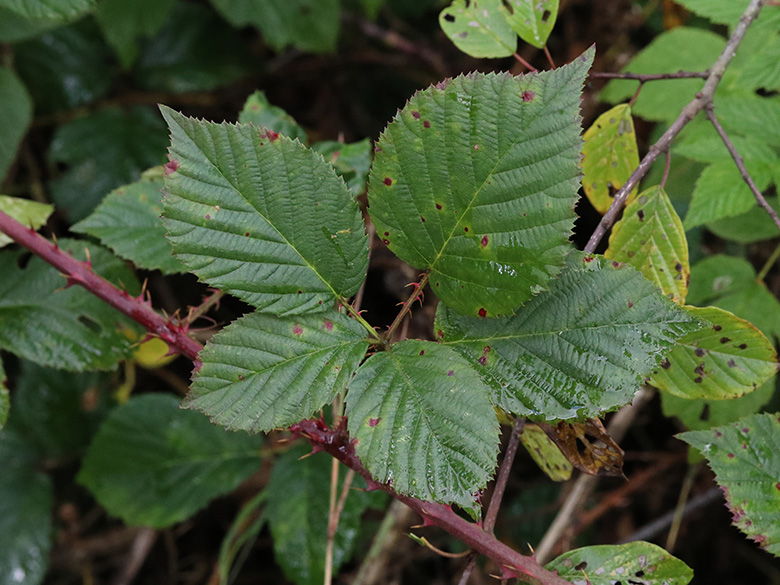 Rubus senticosus