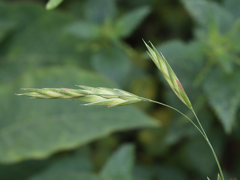 Bromus catharticus