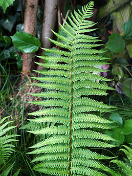 Dryopteris borreri