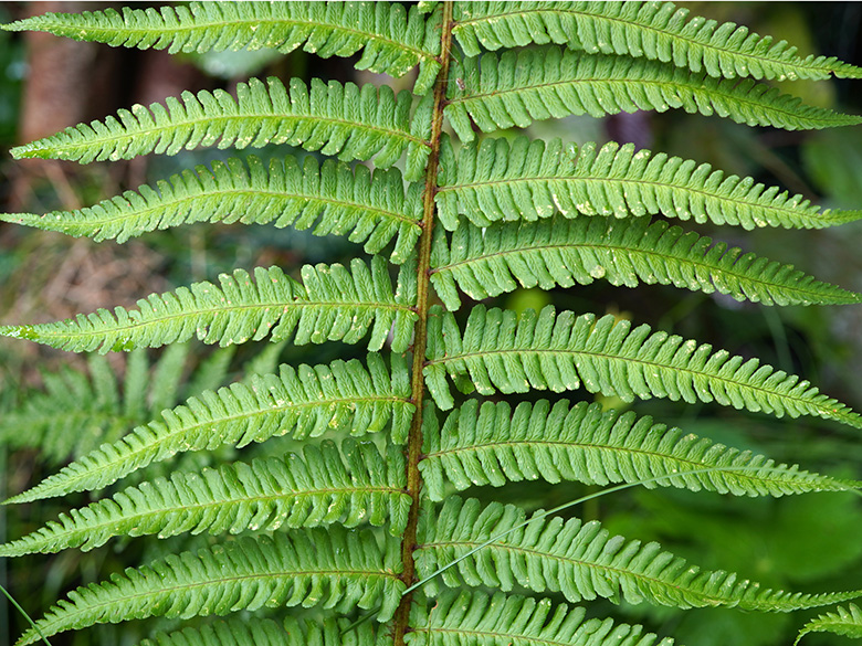 Dryopteris borreri