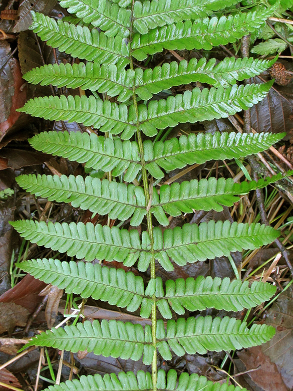 Dryopteris borreri