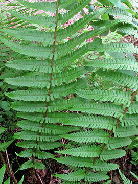 Dryopteris borreri