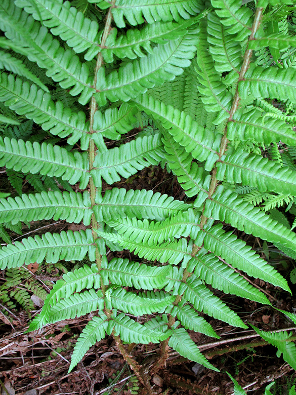 Dryopteris borreri