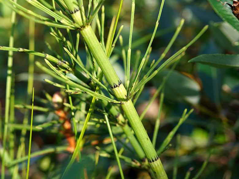 Equisetum dycei
