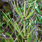 Equisetum dycei
