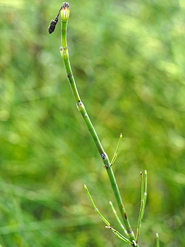 Equisetum dycei