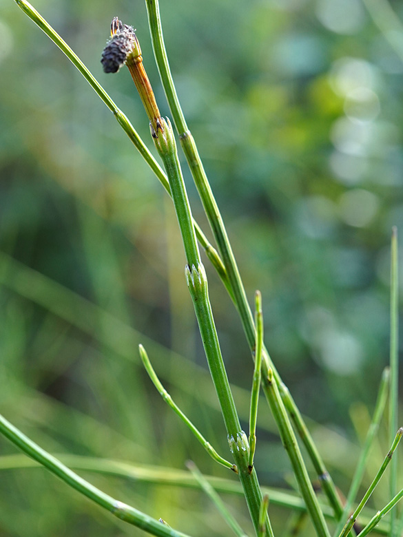 Equisetum dycei