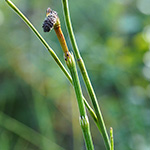 Equisetum dycei