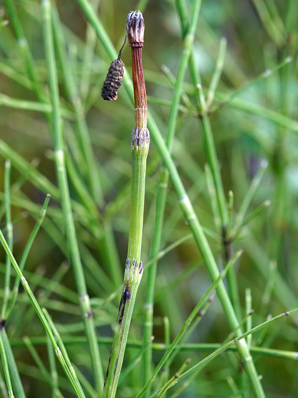 Equisetum dycei