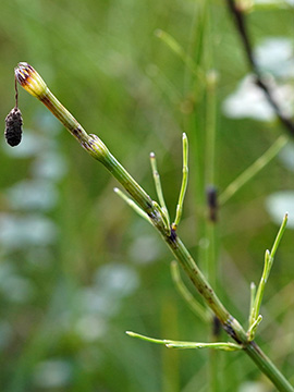 Equisetum dycei