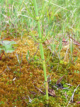 Equisetum dycei