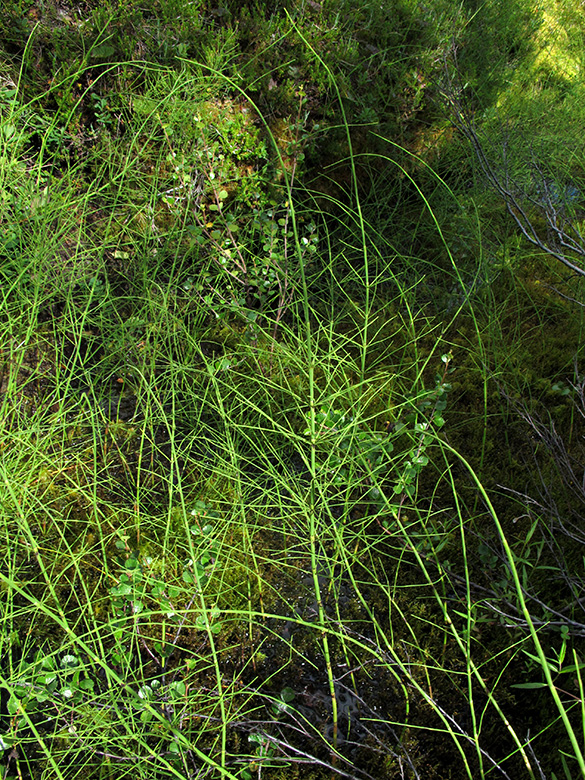 Equisetum dycei